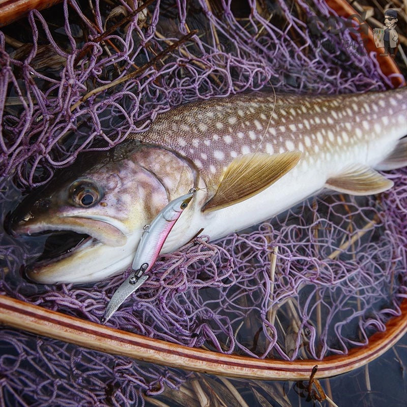 Little Jack CO,.LTD – Hymir_Catch_01
