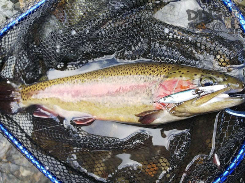 Little Jack CO,.LTD – Hymir_Catch_02