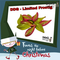 OGP Twister-DDG-Limited-Frostig #3